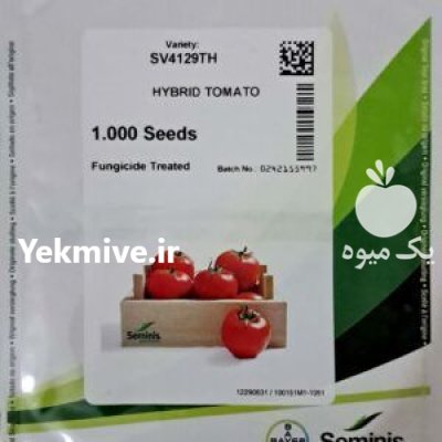 فروش بذر گوجه فرنگی باسیمو در شیراز در گروه خرید و فروش بذر گوجه در یکمیوه -عکس1