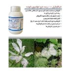 سم قارچ کش دومارک در کرمان در گروه خرید و فروش انواع سم در یکمیوه