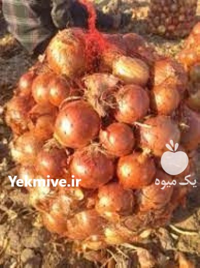 خرید بذر پیاز ریوبراوو درجه یک در کهنوج در گروه خرید و فروش بذر پیاز در یکمیوه -عکس1