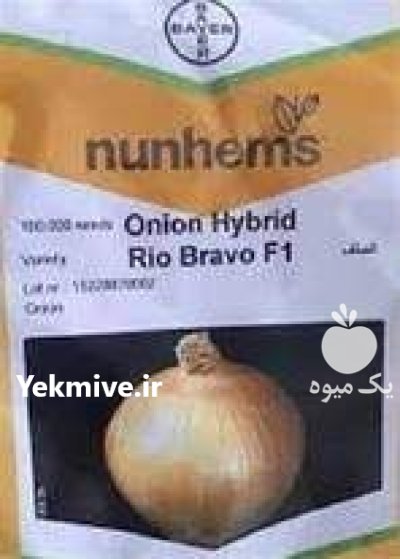 بذر پیاز ریوبراوو انتخابی مطمئن در جیرفت در گروه خرید و فروش بذر پیاز در یکمیوه -عکس1