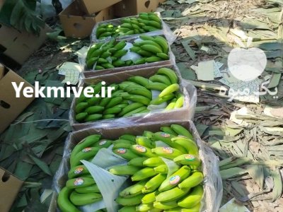 موز پاکستان در مریوان در گروه خرید و فروش موز در یکمیوه -عکس1