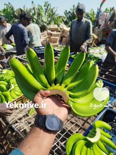 موز پاکستان در مریوان در گروه خرید و فروش موز در یکمیوه -عکس2