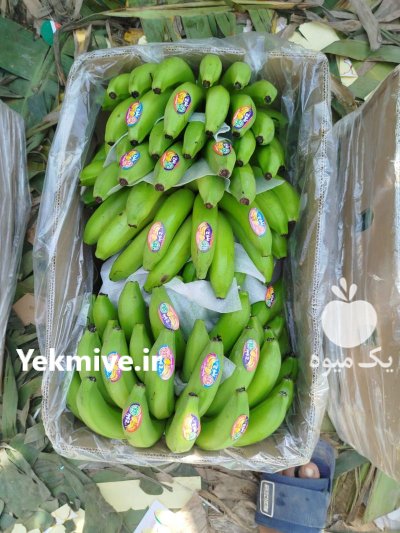 موز پاکستان در مریوان در گروه خرید و فروش موز در یکمیوه -عکس3