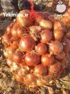 خرید بذر پیاز ریوبراوو درجه یک در کهنوج در گروه خرید و فروش بذر پیاز در یکمیوه