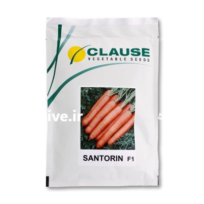 خرید بذر هویج سنتورین کلوز در بایگ در گروه خرید و فروش بذر هویج در یکمیوه -عکس1