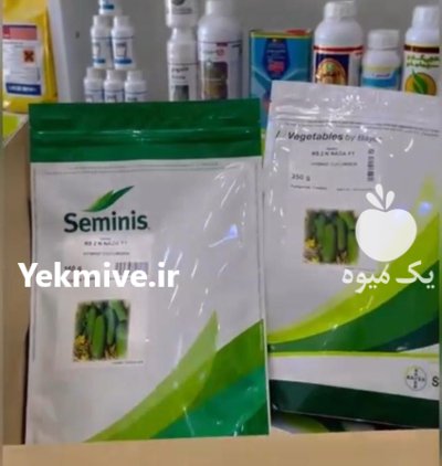 بذر خیار دو ان 2 N در بندرانزلی در گروه خرید و فروش بذر خیار در یکمیوه -عکس2