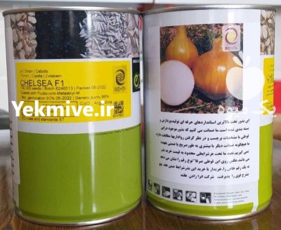 بذر پیاز انزا چلسی در سلفچگان در گروه خرید و فروش بذر پیاز در یکمیوه -عکس1