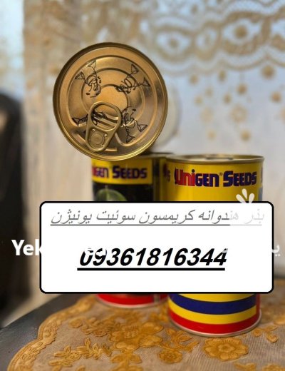 بذر هویج سوپرانو محصول شرکت ویلمورین در خان ببین در گروه خرید و فروش بذر هویج در یکمیوه -عکس1