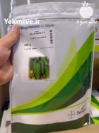 بذر خیار دو ان 2 N در بندرانزلی در گروه خرید و فروش بذر خیار در یکمیوه