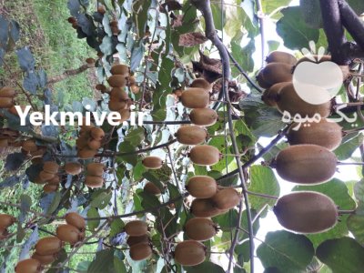 فروش کیوی هایوارد ارگانیک در لیسار در گروه خرید و فروش کیوی در یکمیوه -عکس1