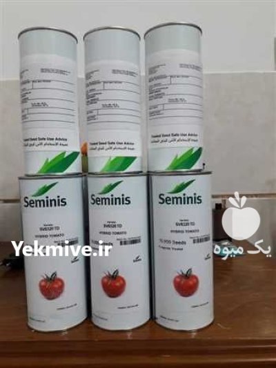 عرضه مستقیم بذر گوجه 8320 انتخاب در کرمان در گروه خرید و فروش بذر گوجه در یکمیوه -عکس1