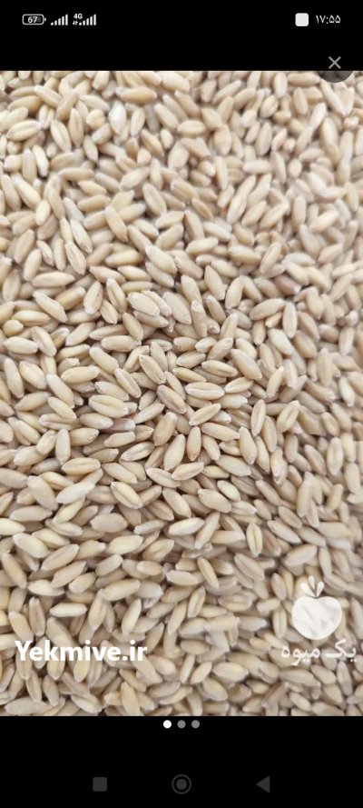 گندم و کود اوره شیمیایی در خمینی شهر در گروه خرید و فروش کود اوره در یکمیوه -عکس2