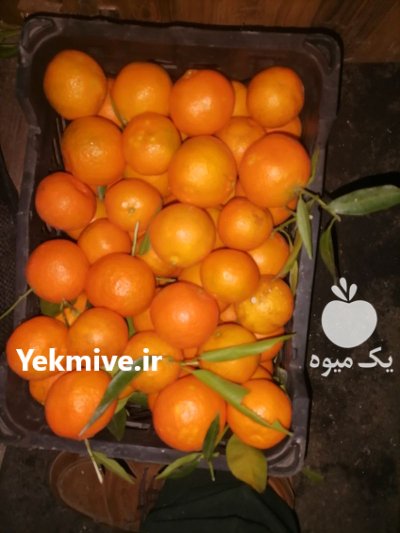 فروش تامسون خونی و نارنگی پیج کرمانتین در تنکابن در گروه خرید و فروش نارنگی در یکمیوه -عکس1