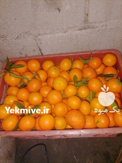 فروش تامسون خونی و نارنگی پیج کرمانتین در تنکابن در گروه خرید و فروش نارنگی در یکمیوه -عکس2
