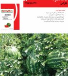 بذر هندوانه تگزاس F 1 در پیش قلعه در گروه خرید و فروش بذر هندوانه در یکمیوه