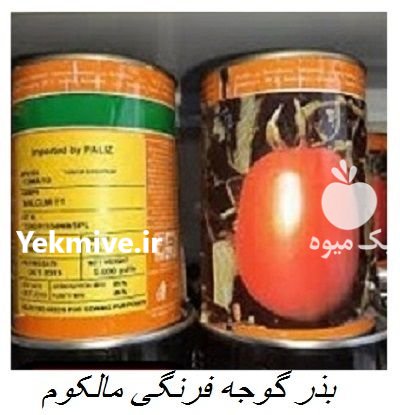 بذر گوجه مالکوم در بیرجند در گروه خرید و فروش بذر گوجه در یکمیوه -عکس2