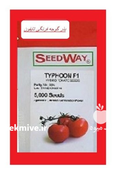 بذر گوجه فرنگی تایفون در پاوه در گروه خرید و فروش بذر گوجه در یکمیوه -عکس1