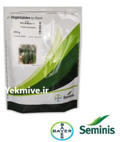 بذر خیار گلخانه ای NADA در تبریز در گروه خرید و فروش بذر خیار در یکمیوه -عکس1