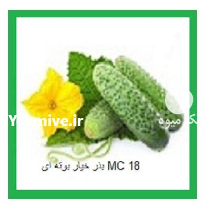 بذر خیار گلخانه ای بذر خیار در بوئین زهرا در گروه خرید و فروش بذر خیار در یکمیوه -عکس1
