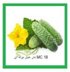 بذر خیار گلخانه ای بذر خیار در بوئین زهرا در گروه خرید و فروش بذر خیار در یکمیوه