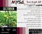 خیار میان گل سبا در شاهرود در گروه خرید و فروش بذر خیار در یکمیوه