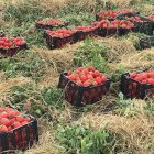 بذر گوجه گلخانه ای شانون در گرمسار در گروه خرید و فروش بذر گوجه در یکمیوه