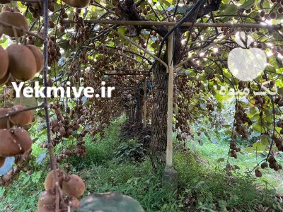 کیوی هایوارد درجه یک صادراتی در تنکابن در گروه خرید و فروش کیوی در یکمیوه -عکس1
