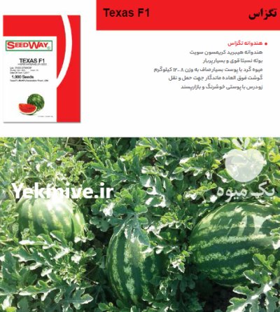 بذر هندوانه تگزاس در باغستان در گروه خرید و فروش بذر هندوانه در یکمیوه -عکس1