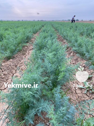 فروش شوید در شوش در گروه خرید و فروش انواع سبزی ها در یکمیوه -عکس1