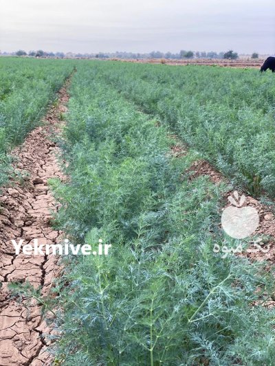 فروش شوید در شوش در گروه خرید و فروش انواع سبزی ها در یکمیوه -عکس2