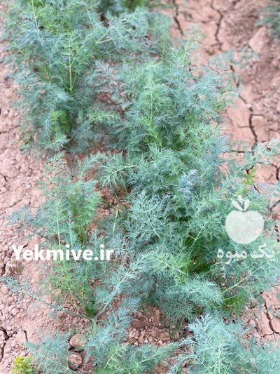 فروش شوید در شوش در گروه خرید و فروش انواع سبزی ها در یکمیوه -عکس3