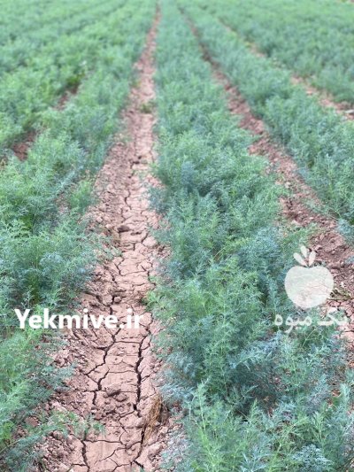 فروش شوید در شوش در گروه خرید و فروش انواع سبزی ها در یکمیوه -عکس4