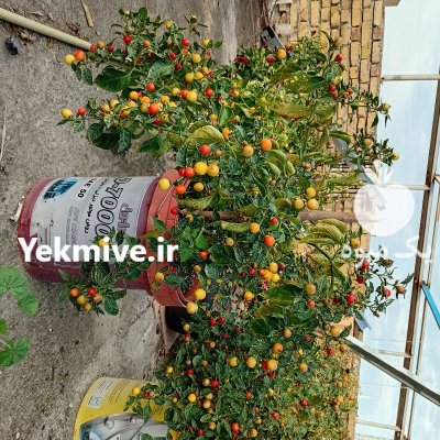 فلفل آجی کاراپیتا در ترکمن در گروه خرید و فروش فلفل در یکمیوه -عکس1