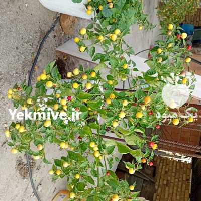 فلفل آجی کاراپیتا در ترکمن در گروه خرید و فروش فلفل در یکمیوه -عکس2