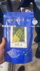 بذر کدو خورشتی بذر کدو نیلز در پیش قلعه در گروه خرید و فروش بذر کدو در یکمیوه