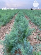 فروش شوید در شوش در گروه خرید و فروش انواع سبزی ها در یکمیوه