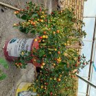 فلفل آجی کاراپیتا در ترکمن در گروه خرید و فروش فلفل در یکمیوه