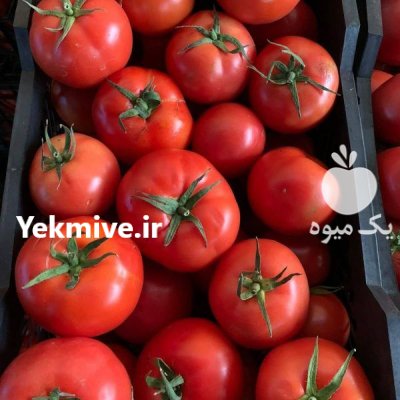 فروش بذر گوجه فرنگی رنجر در اصفهان در گروه خرید و فروش بذر گوجه در یکمیوه -عکس2