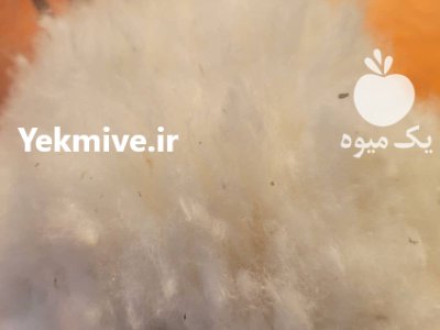 پنبه محلوج افغان در تهران در گروه خرید و فروش گیاهان صنعتی در یکمیوه -عکس3