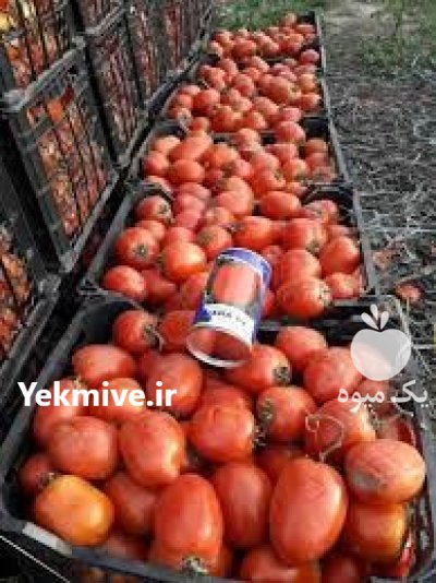 فروش بذر گوجه پارس بذر گوجه در اراک در گروه خرید و فروش بذر گوجه در یکمیوه -عکس3