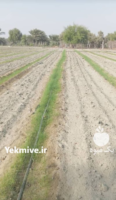 علفکش اویارسلام دکستر در بوشهر در گروه خرید و فروش انواع سم در یکمیوه -عکس1