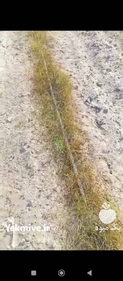 علفکش اویارسلام دکستر در بوشهر در گروه خرید و فروش انواع سم در یکمیوه -عکس2