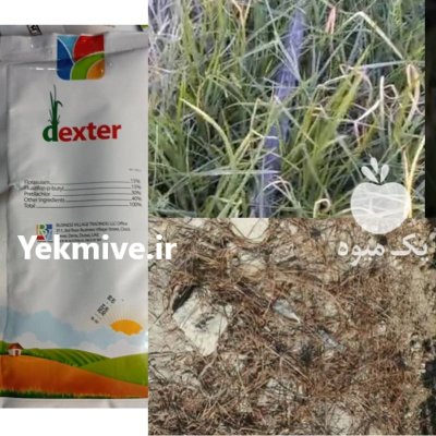 علفکش اویارسلام دکستر در بوشهر در گروه خرید و فروش انواع سم در یکمیوه -عکس3