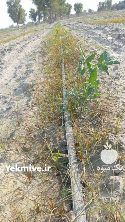 علفکش اویارسلام دکستر در بوشهر در گروه خرید و فروش انواع سم در یکمیوه -عکس4