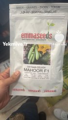 خرید بذر کدو خورشتی ماهور اماسیدز در باغستان در گروه خرید و فروش بذر کدو در یکمیوه