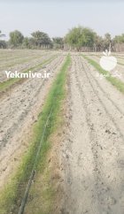 علفکش اویارسلام دکستر در بوشهر در گروه خرید و فروش انواع سم در یکمیوه