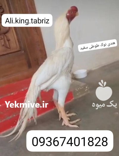 لاری هندی نوک طوطی دم چتری در تهران در گروه مرغ و خروس و بوقلمون و اردک قو قاز در یکمیوه -عکس1