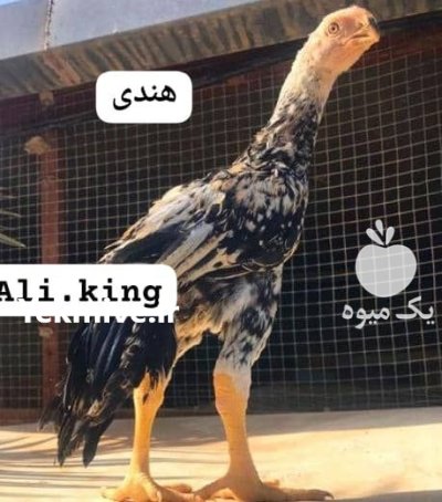 لاری هندی نوک طوطی دم چتری در تهران در گروه مرغ و خروس و بوقلمون و اردک قو قاز در یکمیوه -عکس3