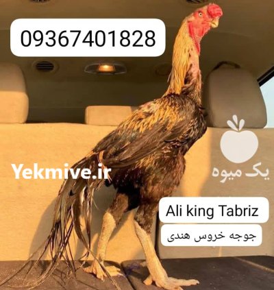 لاری هندی نوک طوطی دم چتری در تهران در گروه مرغ و خروس و بوقلمون و اردک قو قاز در یکمیوه -عکس4