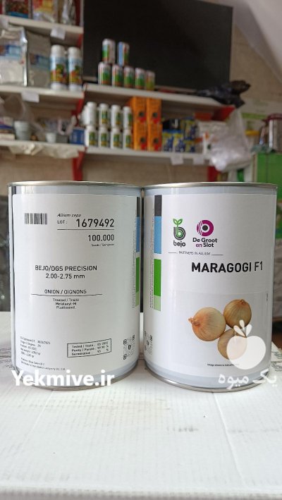 فروش بذر پیاز ماراگوگی در شیراز در گروه خرید و فروش بذر پیاز در یکمیوه -عکس1